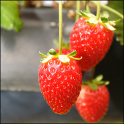 Hydroponic Strawberries